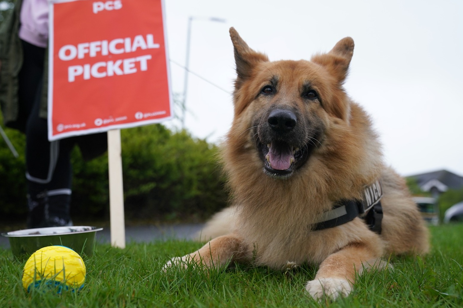 Pet insurance payouts top £1bn in 2022 as owners face costly vet treatment 