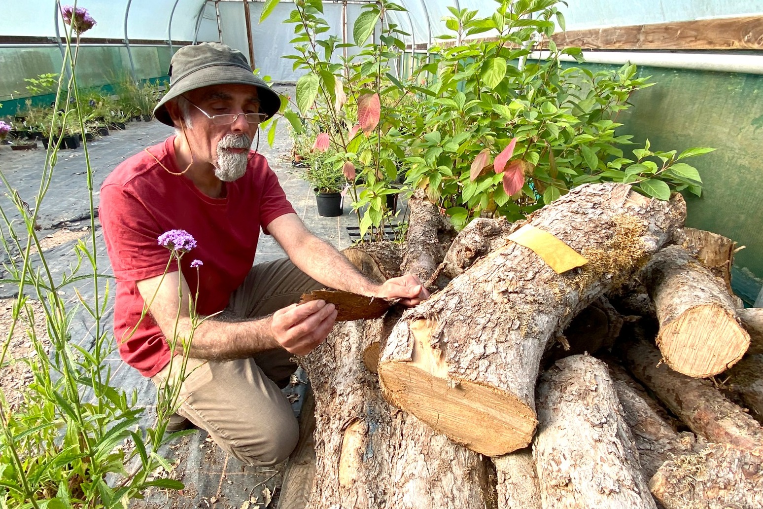 Artist makes ink from clone of Newton’s apple tree that fell in storm 