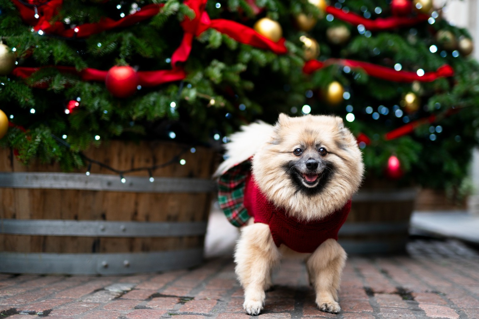 Christmas Day set to be ‘warmest in years’ with temperatures hitting 14C 