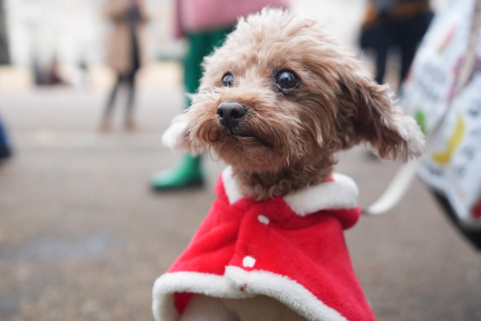 Santa paws: Dozens of dogs don Christmas jumpers for festive parade 